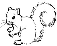 Squirrel Craft