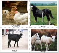 Preschool Discovery - Farm animal sounds